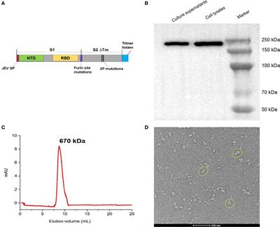 Intranasal delivery of a chimpanzee adenovirus vector expressing a pre-fusion spike (BV-AdCoV-1) protects golden Syrian hamsters against SARS-CoV-2 infection